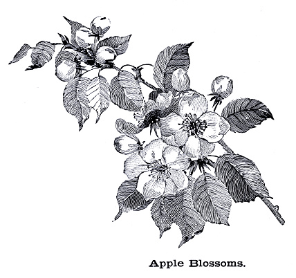 Apple blossoms engraving 1896

Primary Geography - Alex Everett Frye, 1896