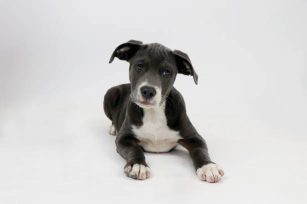 istock Puppy sitting on white background 1307982915