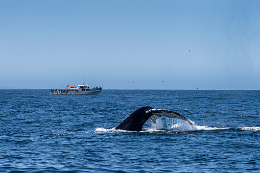 Humpback whale (Megaptera novaeangliae), feeding on anchovies, with it's tail raised above the ocean surface. In the background is a whale tour boat, with unrecognizable people on board.\n\nTaken in the Monterey Bay National Marine Sanctuary off the coast of Moss Landing, California, USA.