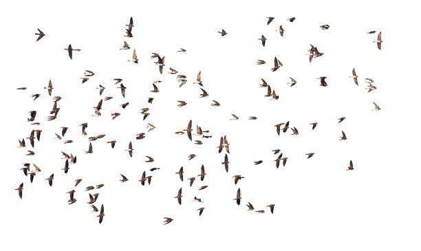 istock flock of birds flying isolated on white background 1307985122