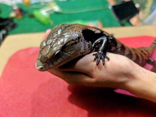istock Blue-tongued skink photo 1307985232