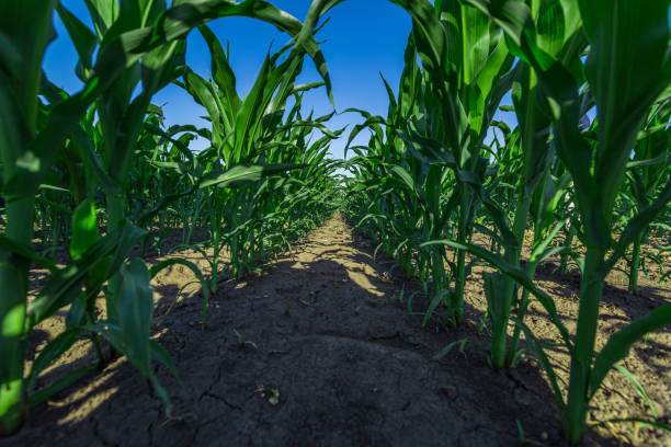 istock Green field of young corn with clean rows 1307985350