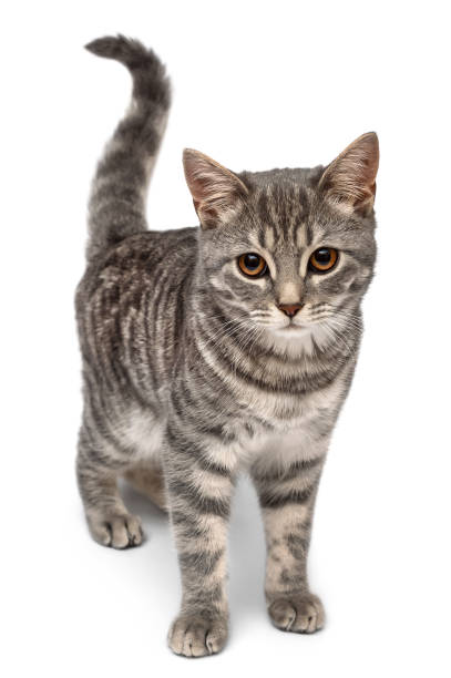 istock Beautiful gray cat isolated on white background. 1307985430