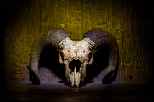 istock White old ram skull on yellow wooden wall 1307985572