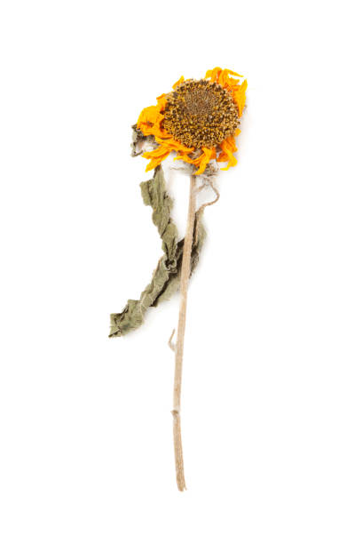 istock Herbarium sunflower with dry pressed plants on white 1307986126