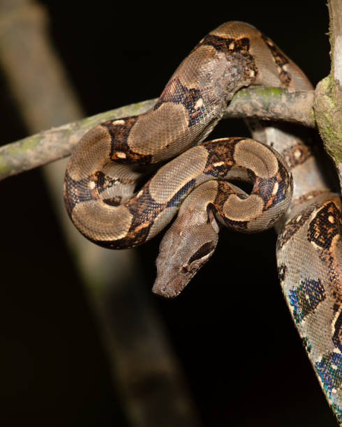 Wild boa constrictor in tree Wild boa constrictor wrapped on a tree limb boa stock pictures, royalty-free photos & images
