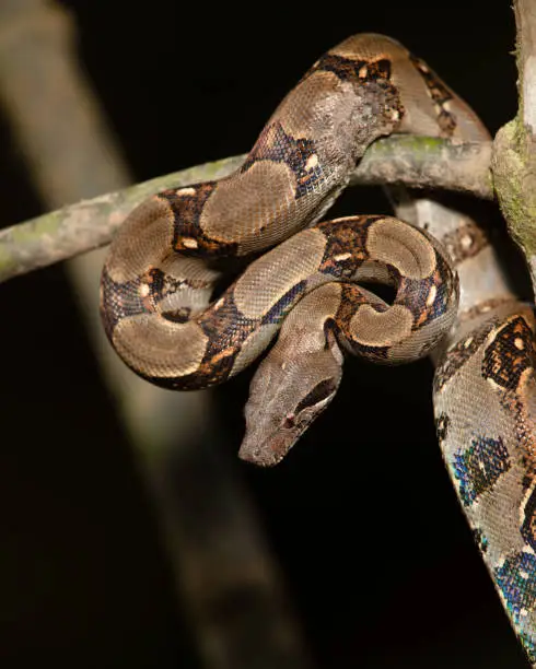 Wild boa constrictor wrapped on a tree limb