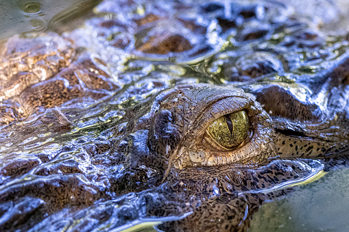 The sun shines onto a closeup view of the eye of an American crocodile in Costa Rica's Osa Peninsula