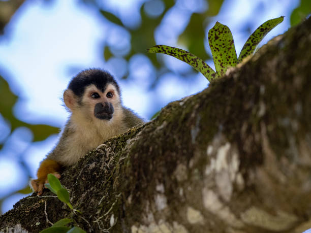 istock Squirrel monkeys in various poses in Costa Rican rainforest 1307986446