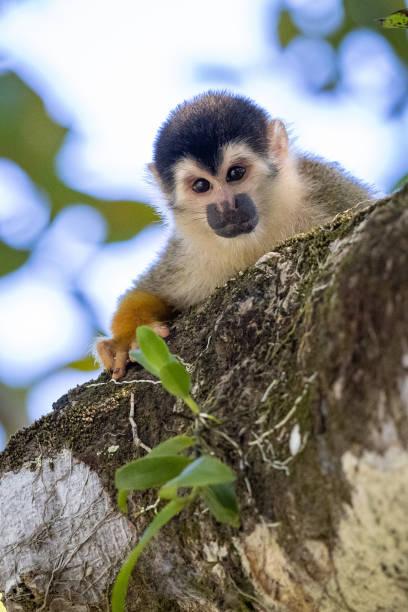 istock Squirrel monkeys in various poses in Costa Rican rainforest 1307986452