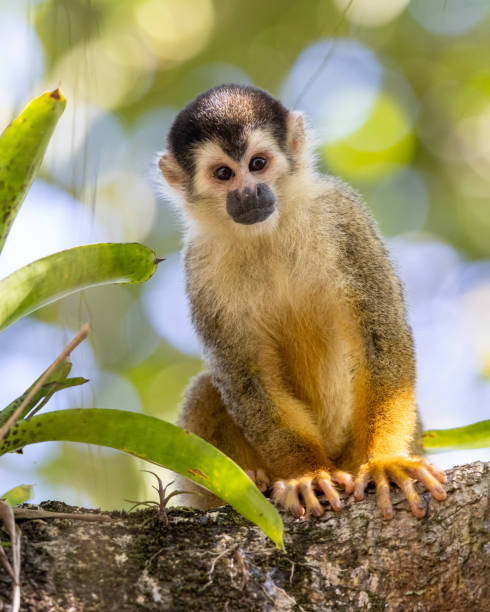 istock Squirrel monkeys in various poses in Costa Rican rainforest 1307986470
