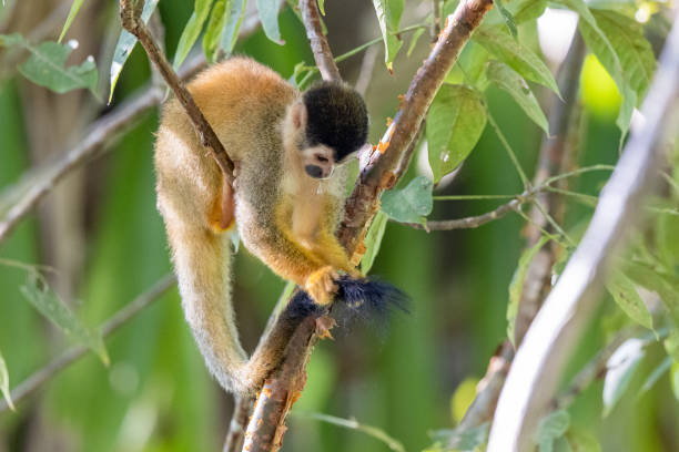 istock Squirrel monkeys in various poses in Costa Rican rainforest 1307986485