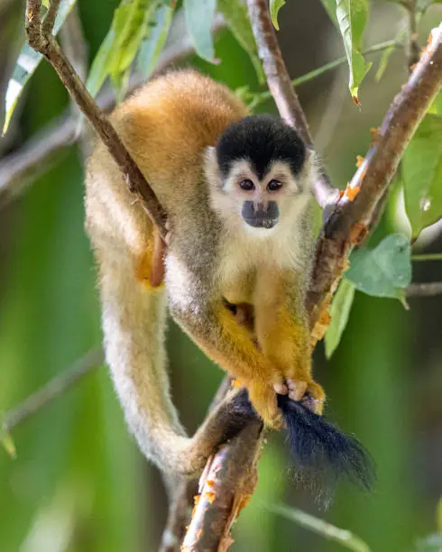 A variety of photos of squirrel monkeys taken in various poses.  Taken in the Osa Peninsula of Costa Rica.