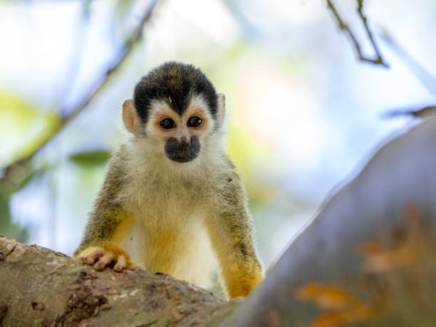 istock Squirrel monkeys in various poses in Costa Rican rainforest 1307986510