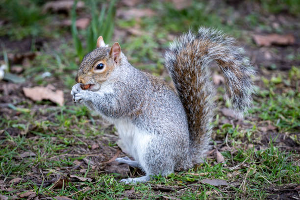 istock A Close Up of a Grey Squirrel Eating a Nut 1307986531