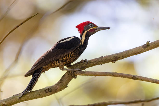istock Red headed woodpecker hunting for food 1307986536