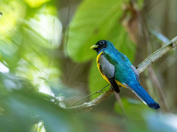 istock Male black throated trogon 1307986642