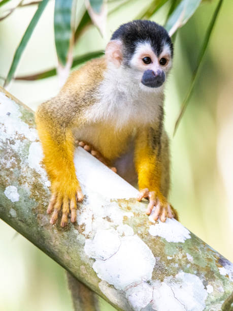 istock Squirrel monkeys in various poses in Costa Rican rainforest 1307986689
