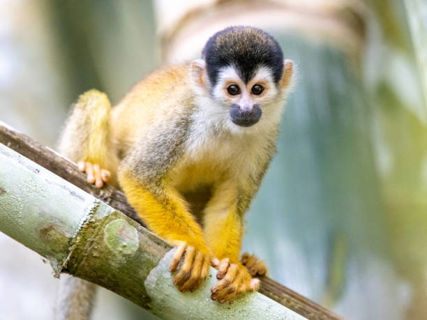 istock Squirrel monkeys in various poses in Costa Rican rainforest 1307986692