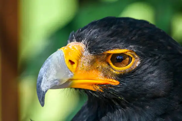 Photo of Yellow-billed Great African Eagle