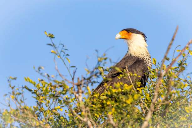 A crested caracara sitting atop a tree A crested caracara is perched in a tree top lit by the setting sun in Costa Rica's Osa Peninsula crested caracara stock pictures, royalty-free photos & images
