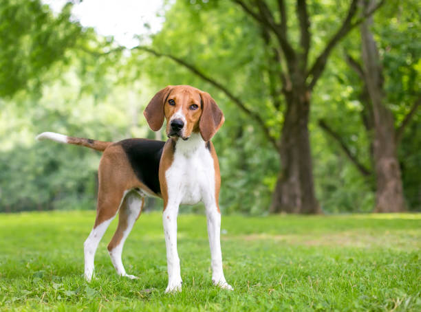 An American Foxhound dog with a head tilt stock photo