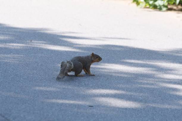 istock Medium wide shot of a squirrel crossing the road 1307988417