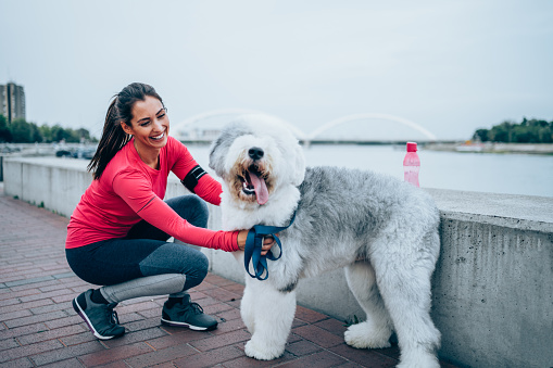 Young woman and her bobtail dog are doing their daily routine of jogging in the city.