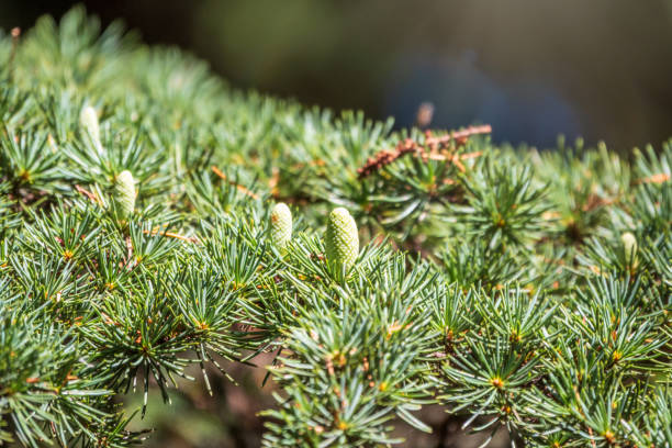 istock Fir branches with fresh green cones in the sunset light. Background of Christmas tree branches. 1307989429