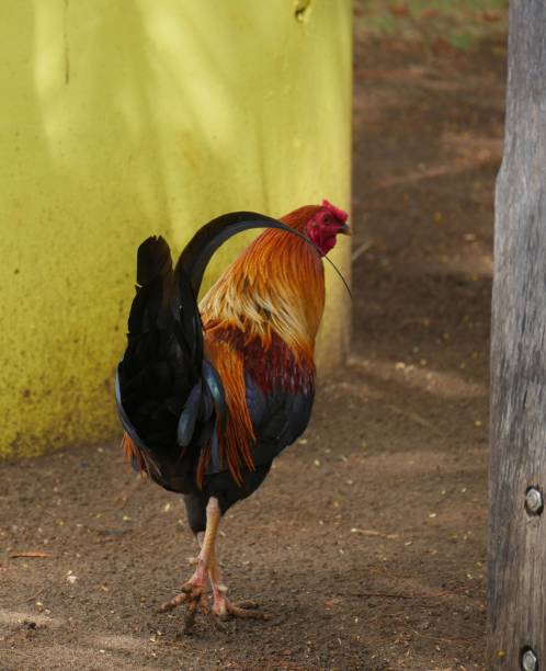 istock Back view of a rooster walking in the ground 1307990163