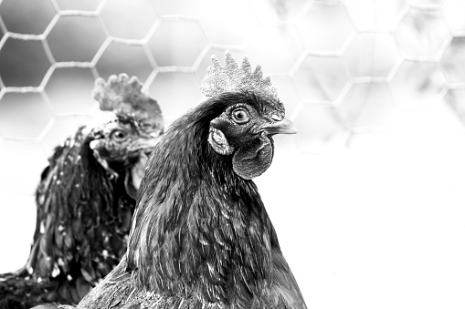 Rooster Behind a Protective Net. Monochromatic Black and White Tones