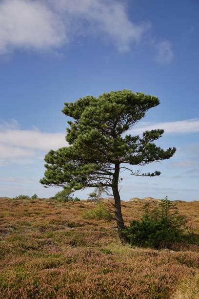 istock heathland with pine on sunny day with some clouds in Jutland, Denmark 1307991811