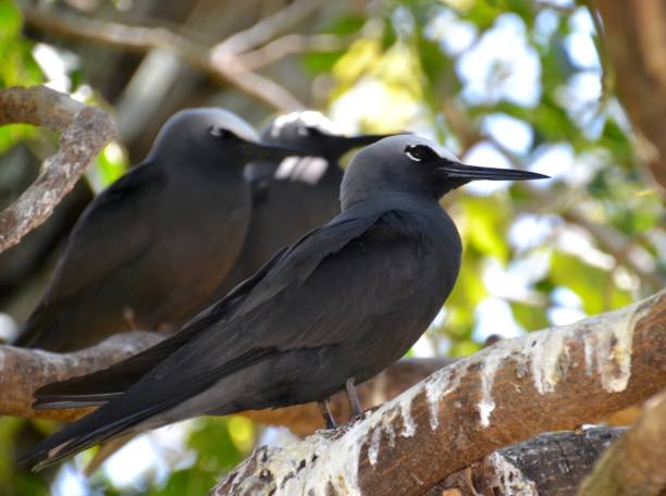 Group of three black noddy tern searbirds on a branch on tropical Heron Island stock photo