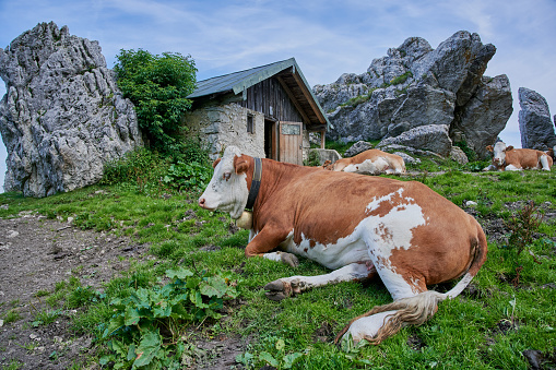tanned brown and white cow skin