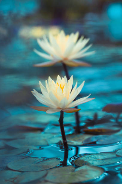 ninfea bianca brillante da vicino - lily nature flower macro foto e immagini stock
