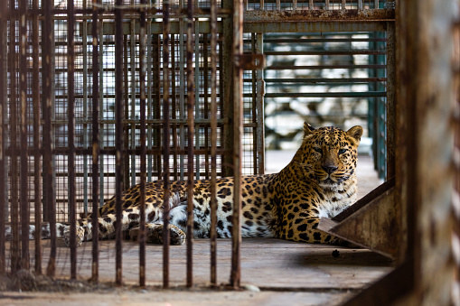 Persian Leopard in a cage. The animal is in captivity. Caucasian leopard at the zoo. Panther lying on the floor