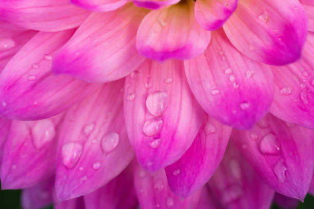 istock Dahlia flower on black background 1307993902