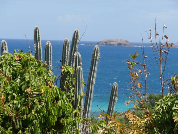 istock Sharp cactus plants jutting on a cliff overlooking Zoni beach in Culebra, Puerto Rico. 1307994869