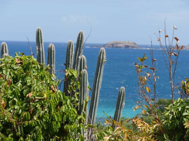 Sharp cactus plants jutting on a cliff overlooking Zoni beach in Culebra, Puerto Rico. Sharp cactus plants jutting on a cliff overlooking Zoni beach in Culebra, Puerto Rico. culebra island photos stock pictures, royalty-free photos & images