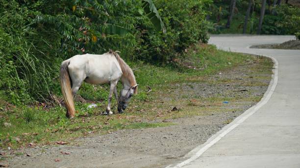 道端で放牧された白い馬、フィリピン南部 - young animal beautiful horse mammal ストックフォトと画像