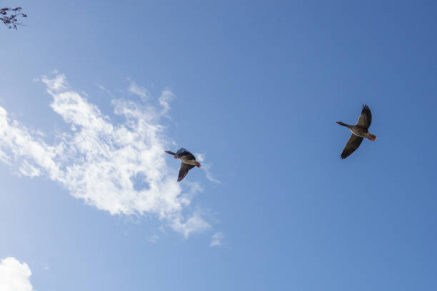 istock in a blue sky fly two geese side by side 1307997168