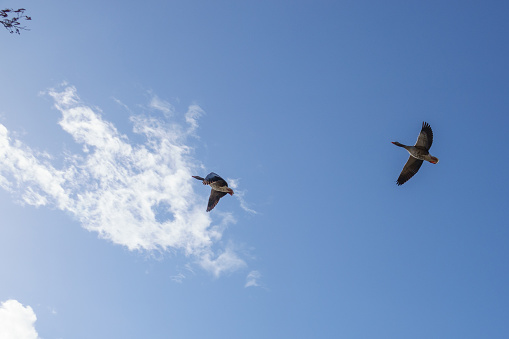 in the blue sky fly two geese  side by side