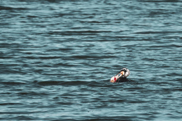 un cormorano mangia un pesce grosso appena pescato - crested cormorant foto e immagini stock