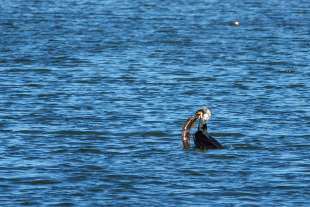 ein kormoran isst einen frisch gefangenen großen fisch - crested cormorant stock-fotos und bilder