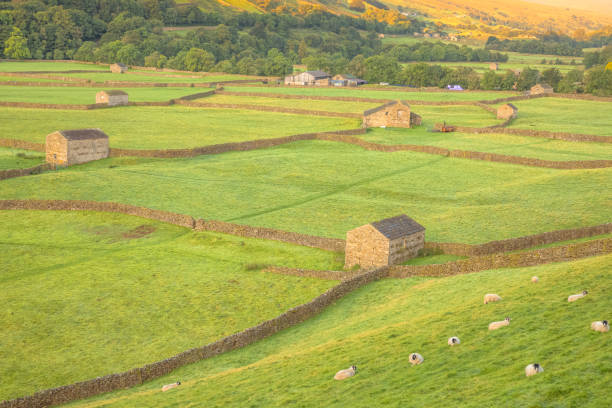 istock Gunnerside Meadows, Yorkshire Dales 1307997472