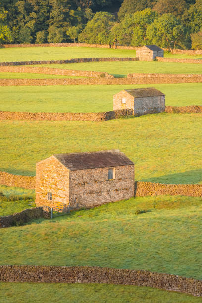 istock Gunnerside Meadows, Yorkshire Dales 1307997526