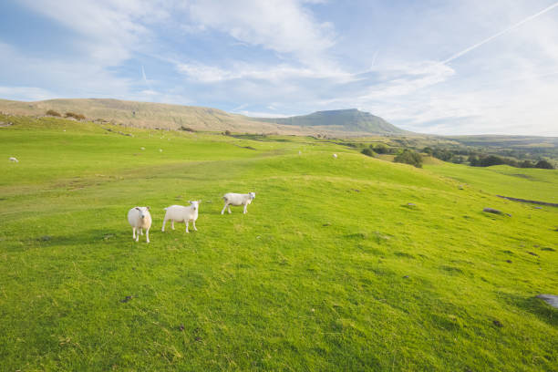 istock Cheviot Sheep, Yorkshire Dales 1307998185