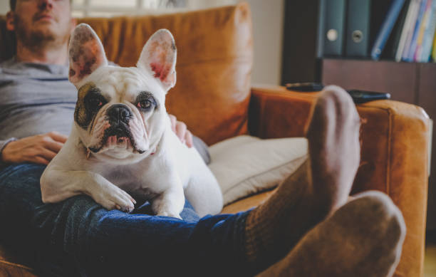 istock Man asleep on sofa with dog 1307998398
