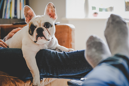 Couple chilling at home with dog, a French Bulldog