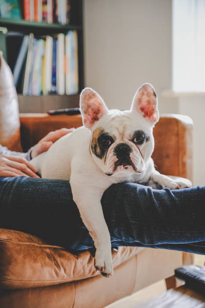 istock Man spending a lazy afternoon with his dog 1307998403